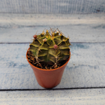 Gymnocalycium Friedrichii (Гимнокалициум)