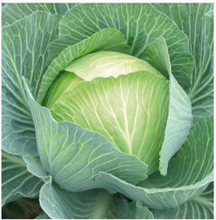 Калибр F1 (3404ЖЛ F1) семена капусты белокочанной (Seminis / Семинис)