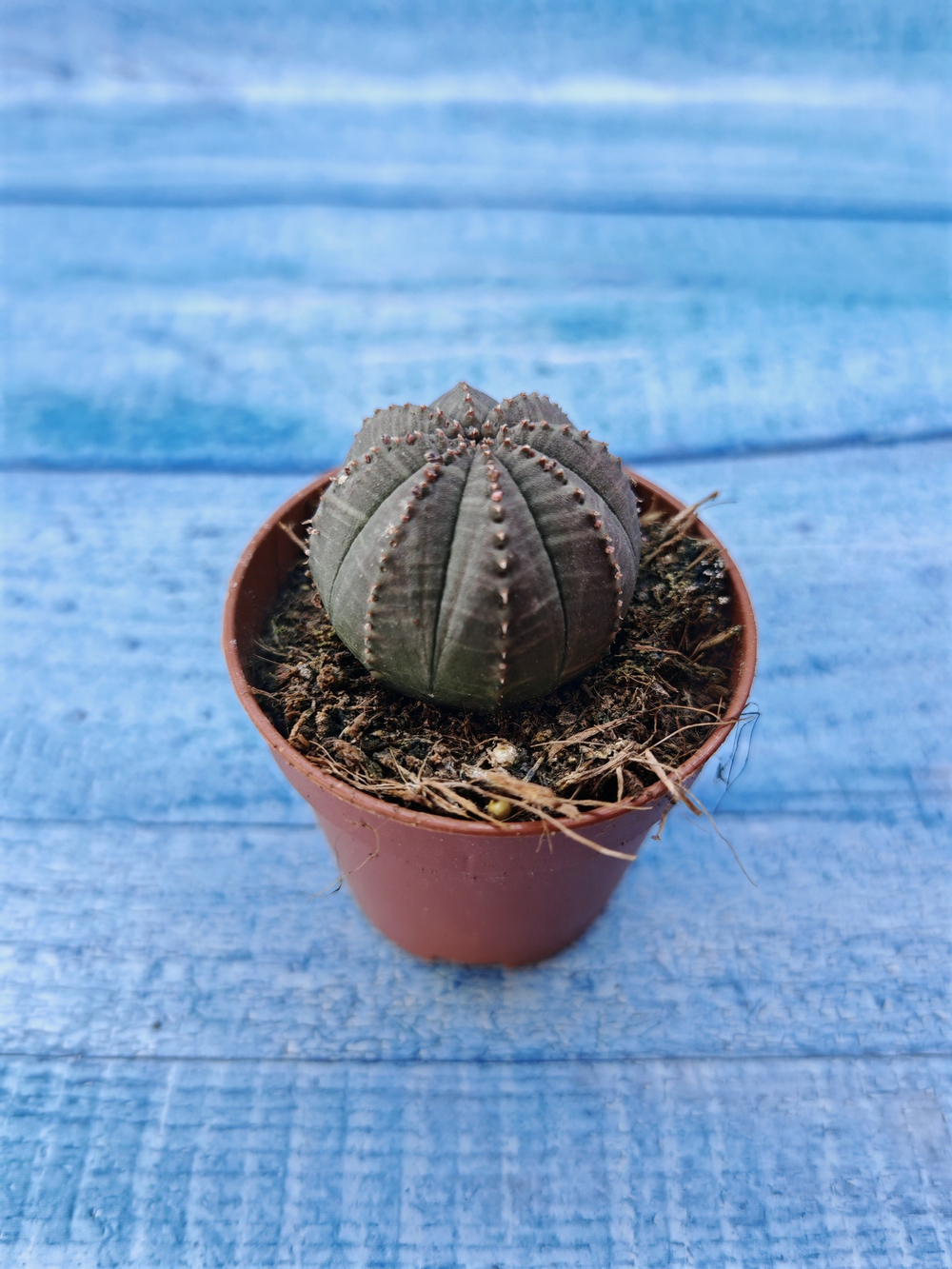 Euphorbia Obesa (Эуфорбия)