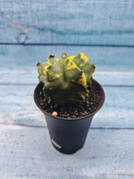 Astrophytum Myriostigma variagate (Астрофитум вариегатный)