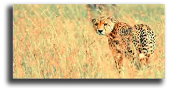 Постер "Степной гепард"