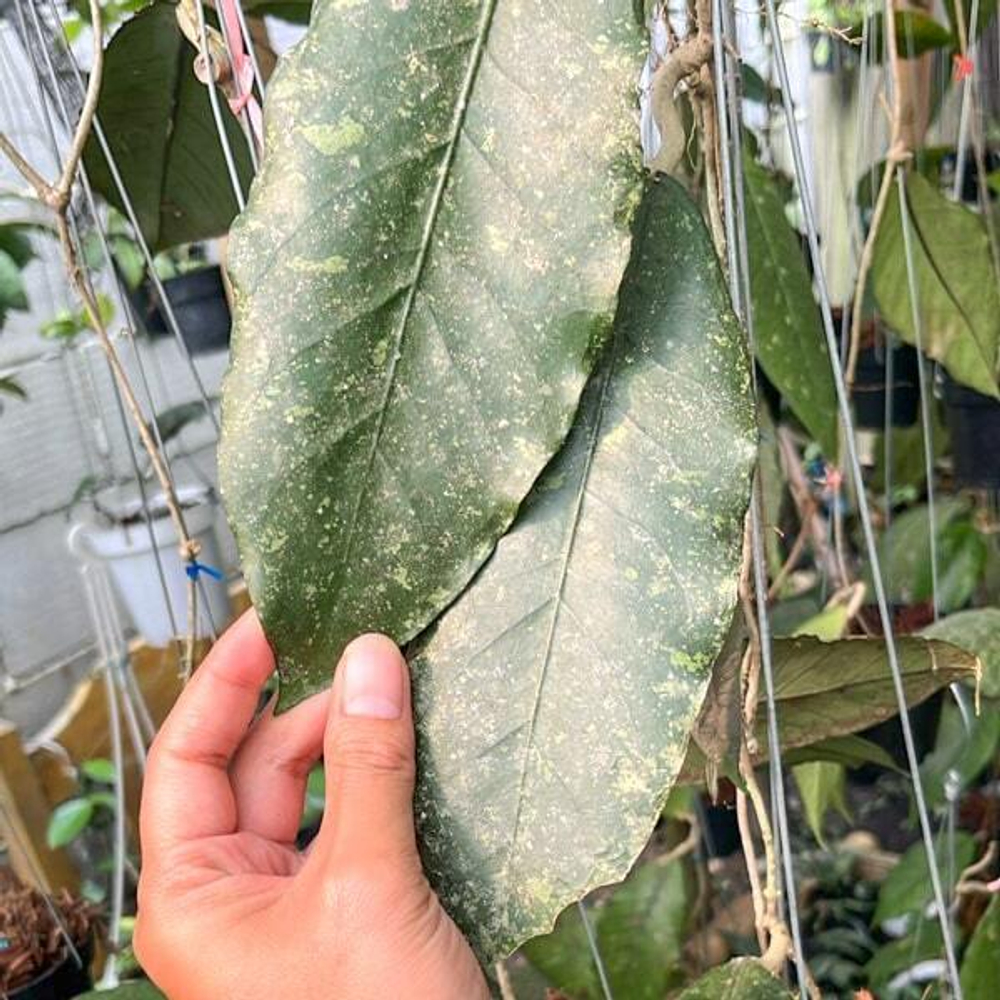 Хойя SP ACEH KAFI MOUNTAIN