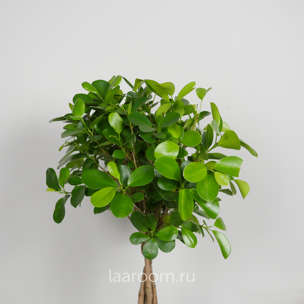 Фикус микрокарпа Моклейм переплетенный 24/110