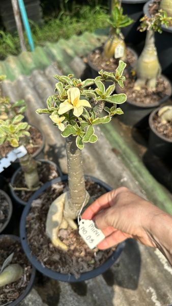 Ферма адениумов