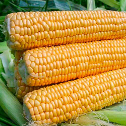 кукуруза сахарная Оватонна F1