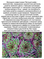 Молодило известковое Пестрый ковер каменная роза многолетник