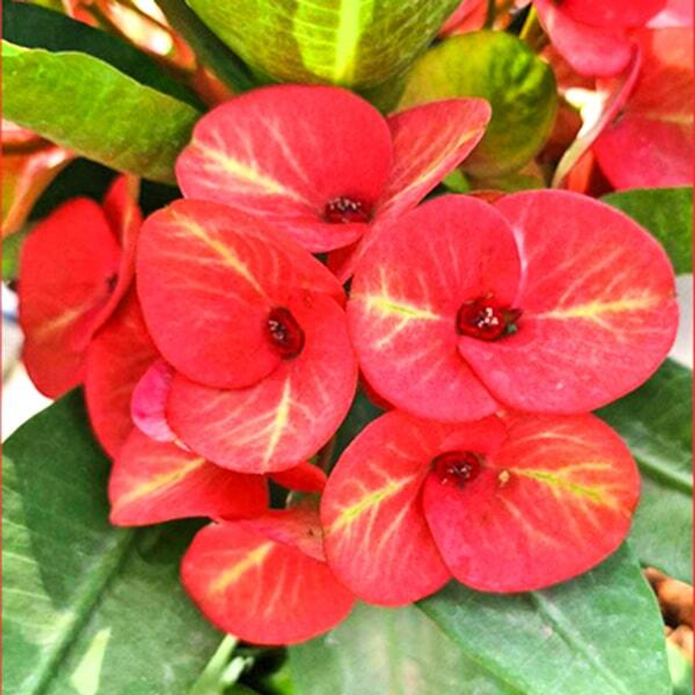 Эуфорбия Миля SUNCRIS