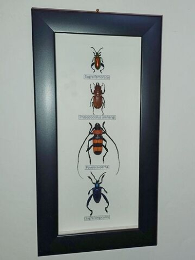 Жуки Усачи в рамке