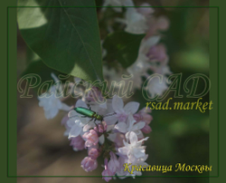 Сирень Красавица Москвы (Krasavitsa Moskvy)