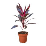 Кордилина "Рэд Австралия"