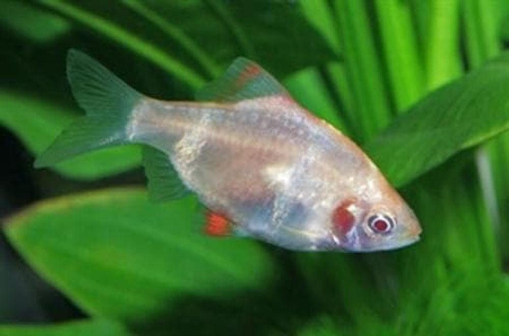 Барбус суматранский гло желтый (код 253)