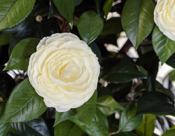 Камелия на штамбе кремовая