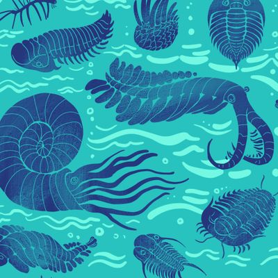 Трилобиты,  аммониты, аномалокарис и прочие (1)