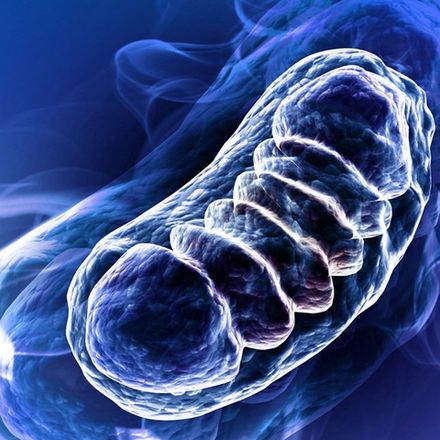 Митохондриальная поддержка