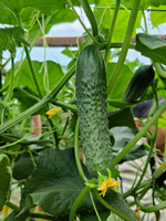 Янычар F1 семена огурца партенокарпического ( Yuksel Tohum / )