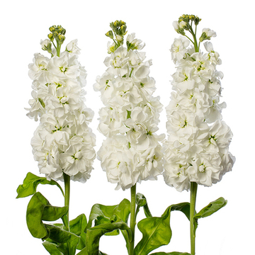 Маттиола Мила белая White
