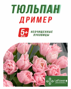 Тюльпан Луковица, Дример, 5+ шт