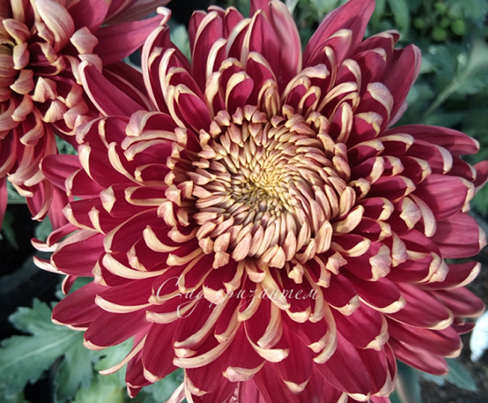 Хризантема одноголовая Бислет пурпле ☘🌻 о.63 (нет в наличии)