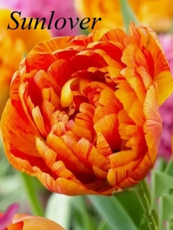Тюльпаны Sunlover 4 шт, набор луковиц