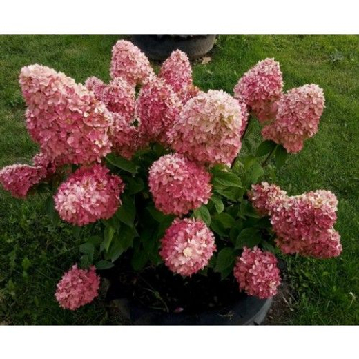 Гортензия метельчатая Мэджикал Кэндл (3/6 веток) Закупка М59 апрель 2026