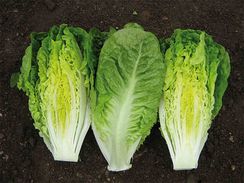 КСАНАДУ семена салата (Enza Zaden | Alexagro)