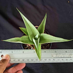 Сансевиерия MILANO