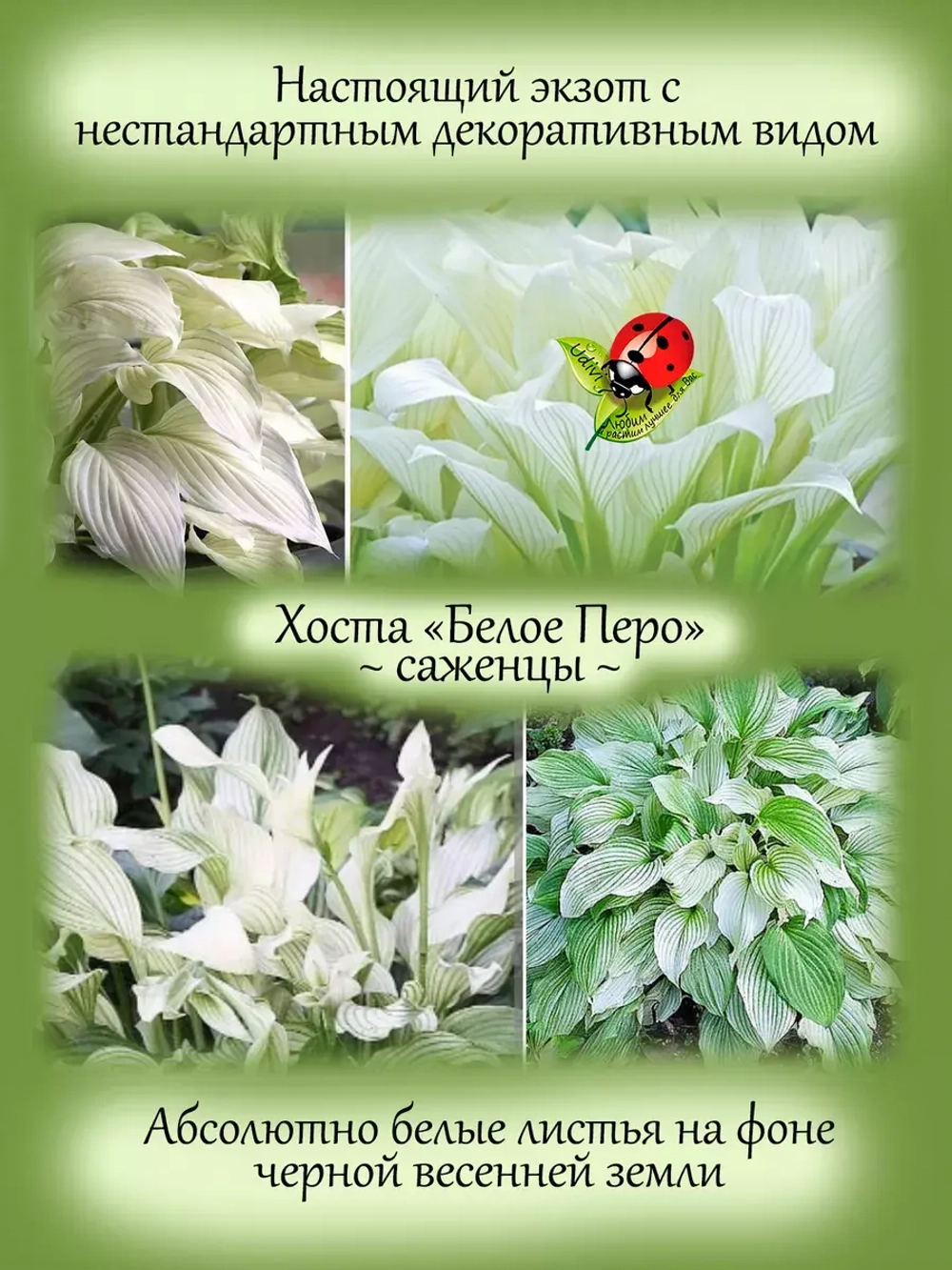 Хоста Белое Перо белая многолетник