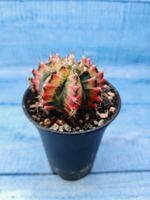 Gymnocalycium Variegata (Гимнокалициум Вариегатный)