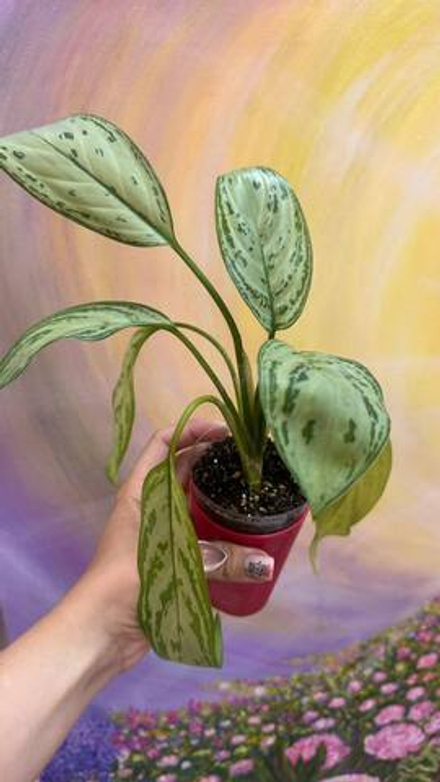 Агланема Мария Кристина 25-30см (укорененное растение)