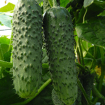 Амур F1 семена огурца партенокарпического (Bejo / Бейо)