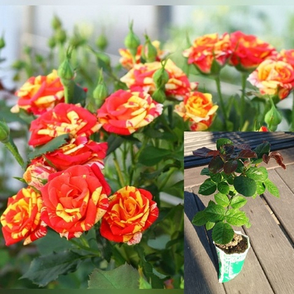 Роза Файер Флеш