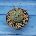 Tephrocactus Geometricus (Тефрокактус)