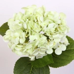 Цветок искусственный «Natur» 63см Гортензия зеленая