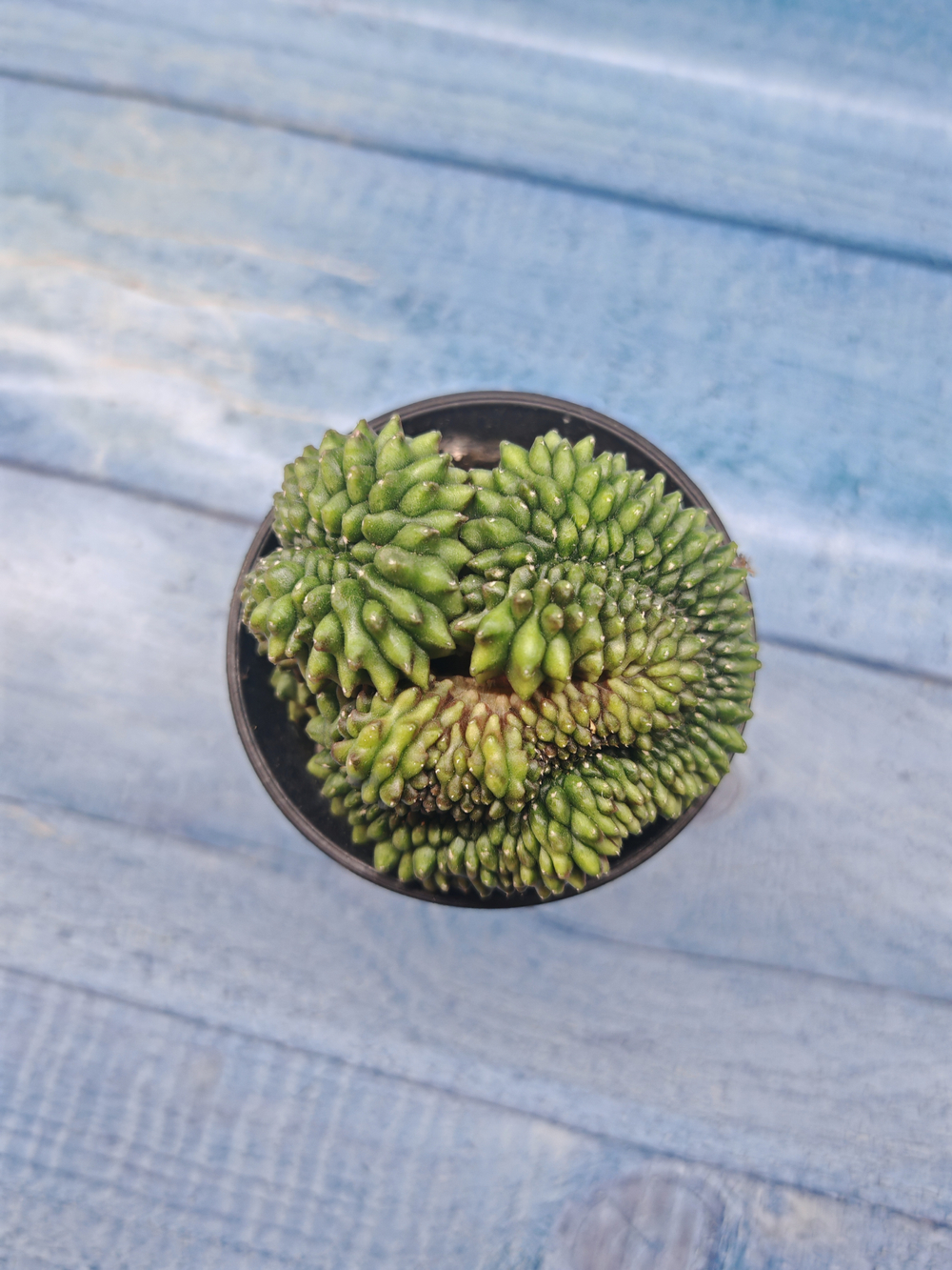 Gymnocalycium Spineless Crested form (Гимнокалициум Кристатный)