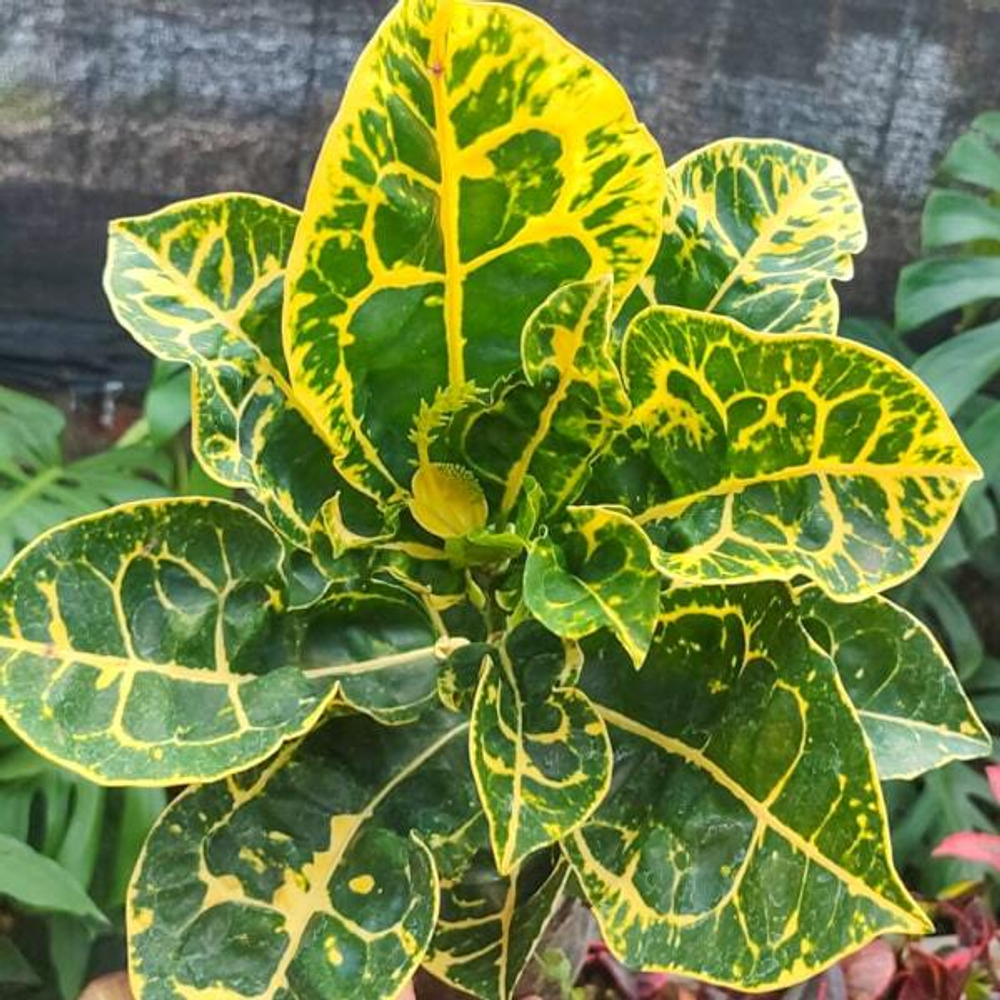 Кротон KURANG GOLDEN