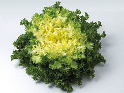 Домари семена эндивия (Enza Zaden / Энза Заден)