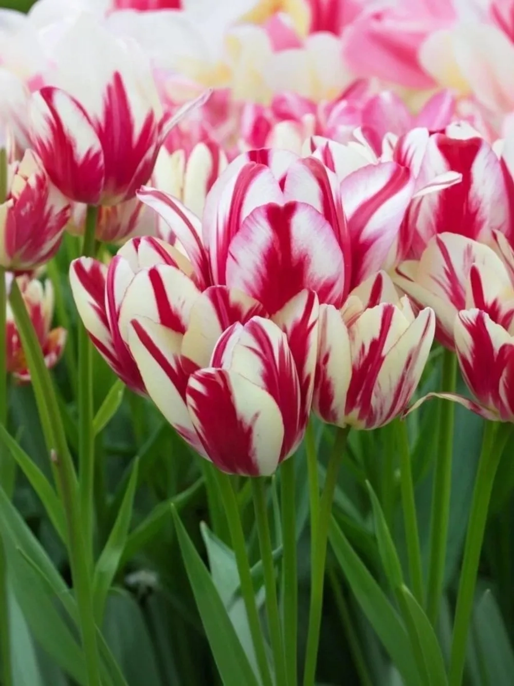 Тюльпан Многоцветковый Фламинг Клаб