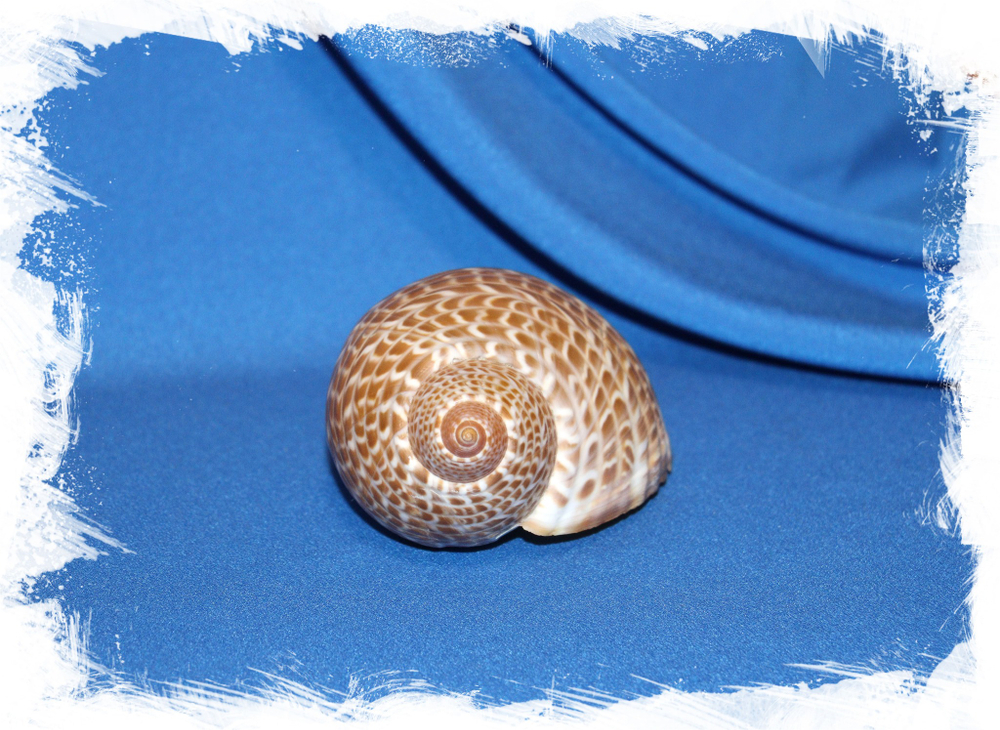 Ракушка Тонна пердикс (Tonna perdix) завиток
