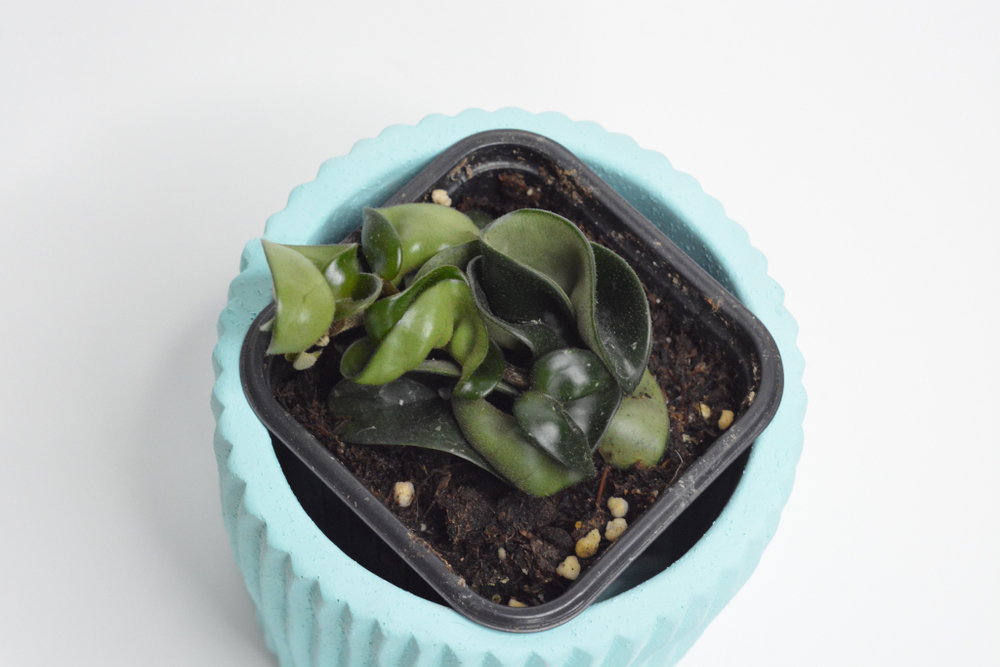 Хойя Компакта / Hoya Compacta