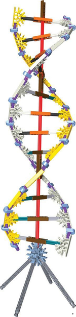 КОНСТРУКТОР K’NEX EDUCATION «НАБОР ДНК, РЕПЛИКАЦИИ И ТРАНСКРИПЦИИ»