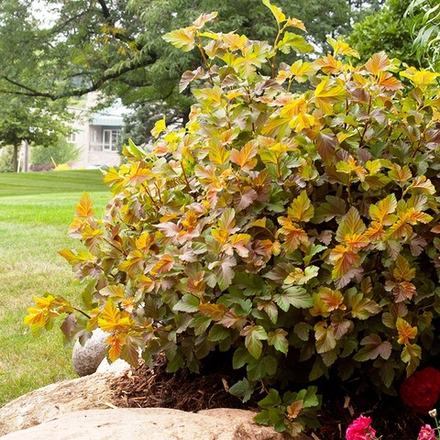 Пузыреплодник opulifolius Amber Jubilee