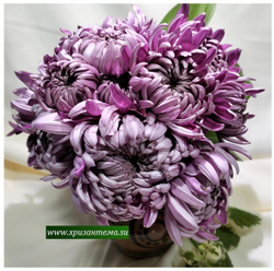 Хризантема домашняя темно фиолетовая    (отгрузка Май)