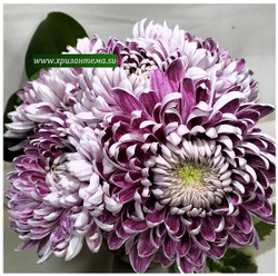 Glbert leigh purple ☘ о.74 (нет в наличии)