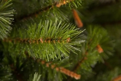 Елка Сказочная 155 см., леска+пвх, Triumph Tree (73534)