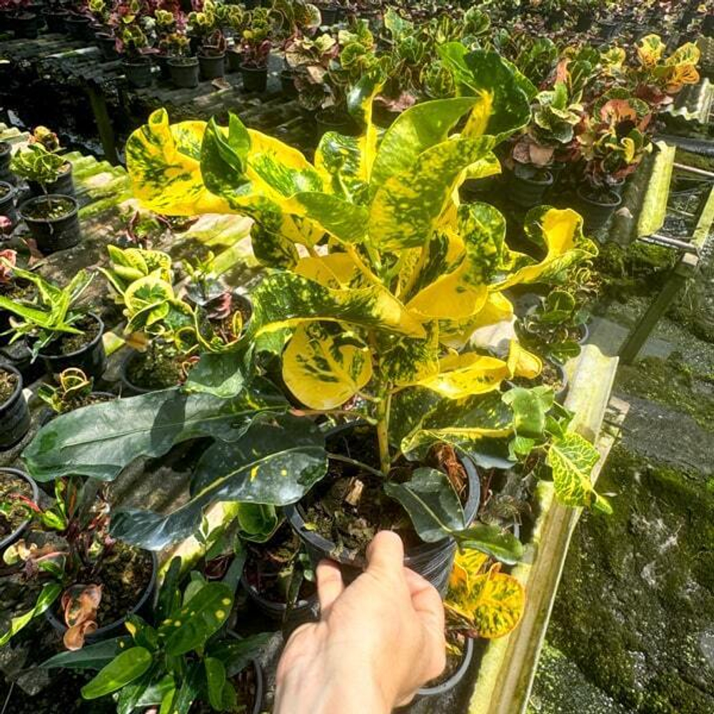 Кротон KWAK THONG KAM