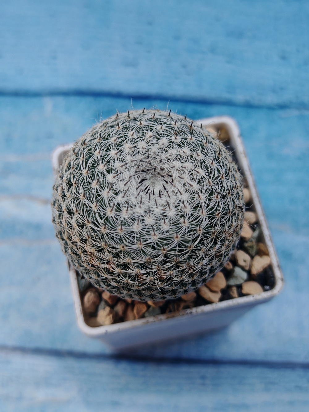 Mammillaria microthele superfina (Маммилярия)