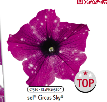 ЕВРО Петуния sky family Circus Sky укорененный черенок ОКС начало декабря