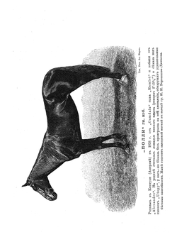 Книга о лошади. Том 2. Настольная книга для каждого владельца и любителя лошади. Графа К. Г. Врангеля | К. Врангель