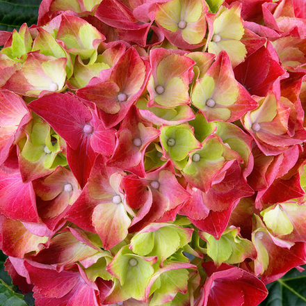 Хай Торнадо «Hi Tornado» р12 Европа весна 2026 г