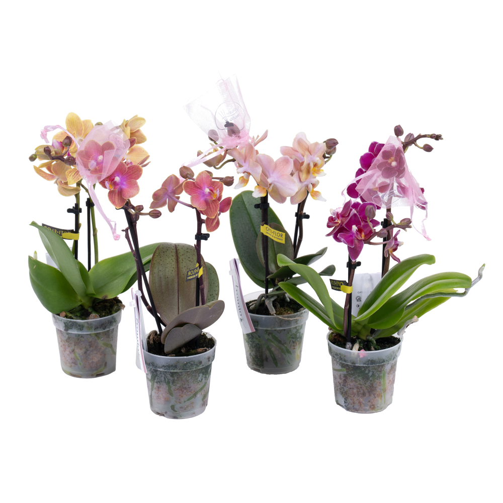 Орхидея Фаленопсис мини 6/11